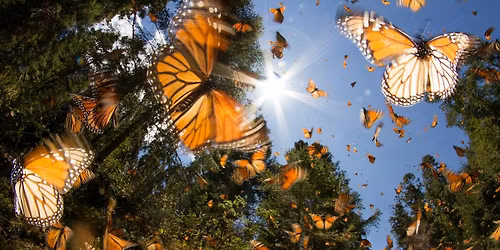 Group Past Life Regression and Sound Bowls