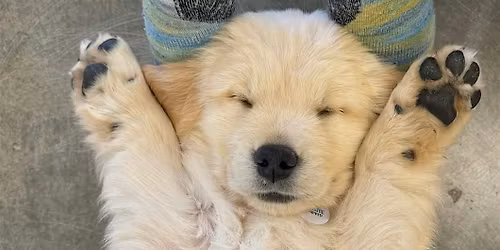HGSC Puppy Yoga @ Infinite Co