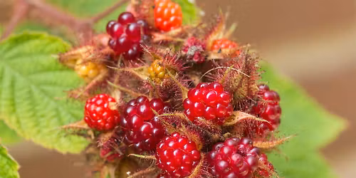 FOPOS Foraging as Stewardship: Wineberries \/\/ Saturday, July 11th