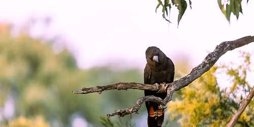 Nature Walks - Glossy Black Cockatoo | Wednesday 3 & Thursday 4 June