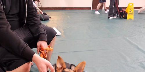 Puppy & Dog training classes 