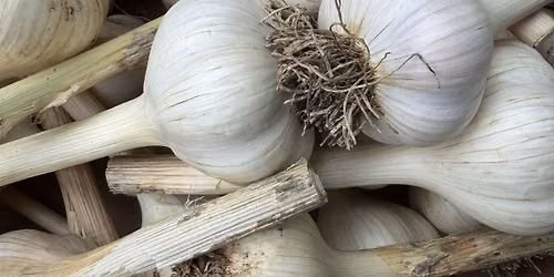 Growing Great Garlic