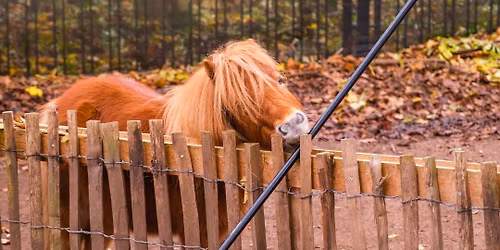 \u00d6ffentlicher Herbstputz am 15.11. 10 bis 13 Uhr