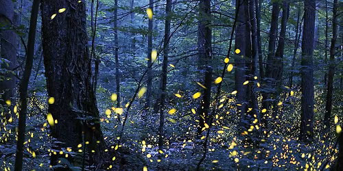 Lighting up the Night - Fireflies and Bioluminescence