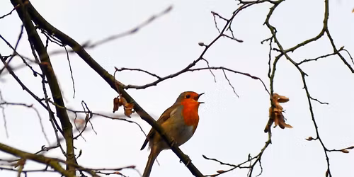 Dawn Chorus - Rugby