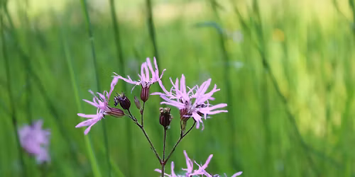 De vilda blommornas dag!