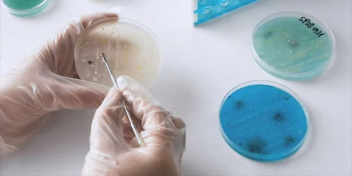 From Biofuels to Bug Busters: Using microbes to solve real-world problems