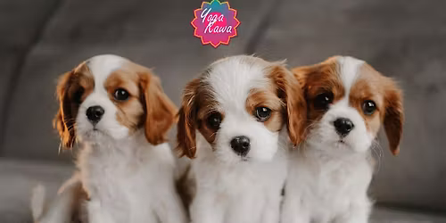 Puppy Yoga by Yoga Kawa Mississauga Cavalier King Charles Spaniel