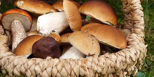 Svampejagt og suppe!