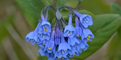 MSL Bioblitz - Ephemeral Escapade