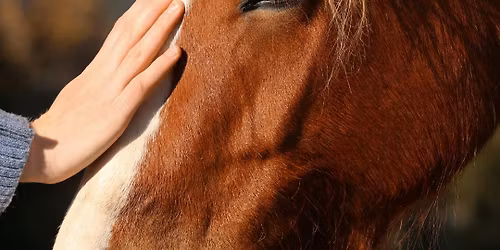 "Come Back to You " 2 ~ Day Workshop for Copendancy Recovery Through Horses