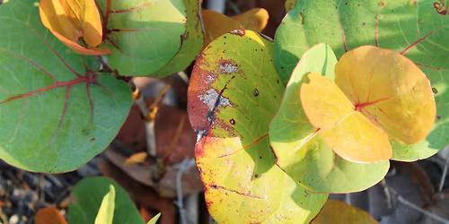 Salt Tolerant Plants for Coastal Landscapes