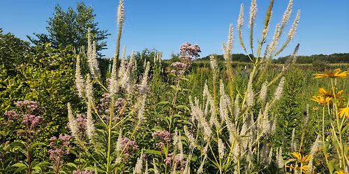 Native Plant Sale