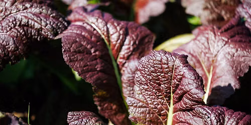 Community Urban Agriculture Information Session #2
