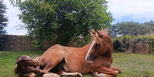 Reprodukce kon\u00ed prakticky pro chovatele 