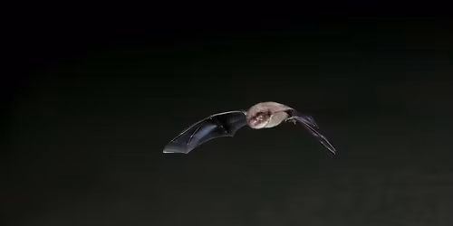 Abberton Bat Box Building