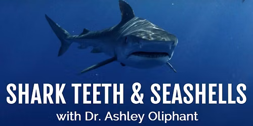 Shark Teeth & Seashells with Dr. Ashley Oliphant @ Rourk