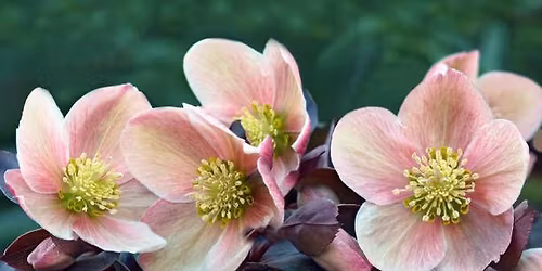 Ozark Gateway Master Gardener Plant Sale 