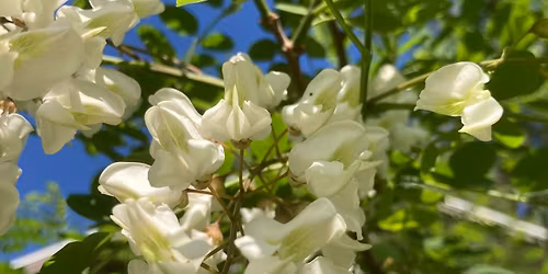 6\/21\/26 Edible and Medicinal Plant Walk- Purple Martin