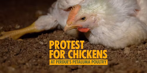 Protest for Chickens at Perdue's Petaluma Poultry