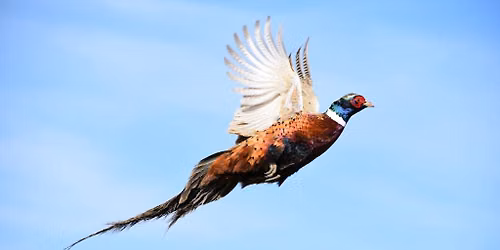 Fall European Pheasant Hunt