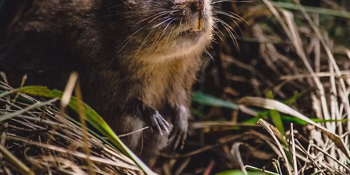 Large Mammal BioBlitz