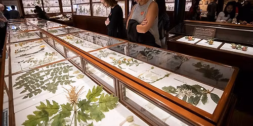 Free ArtsThursdays: Botanical Wonders