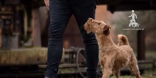 Perfect Heelwork I bis III