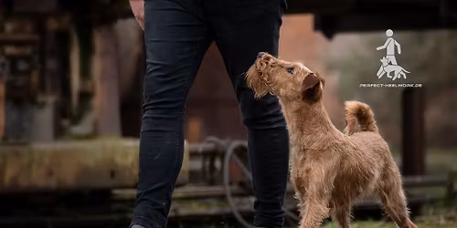 Perfect Heelwork I bis III