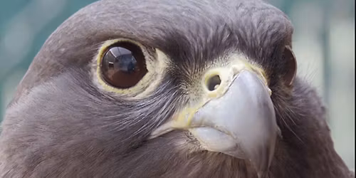 Raptor Day at Denver Botanic Gardens