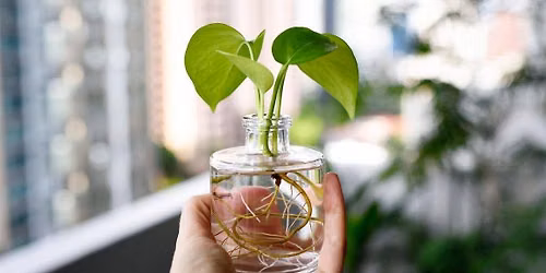 Plant Propagation for Beginners