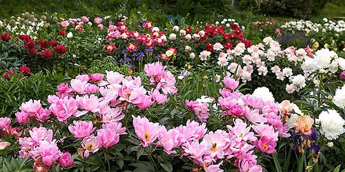 Pretty, Pretty Peonies