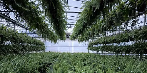 Early Spring Fern Sale