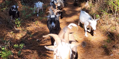 12\/27 Guided Nature Walk with Goat Herd at Jaybird Hammock Farm