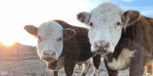 Annual Open Barn Event & Sanctuary Tour