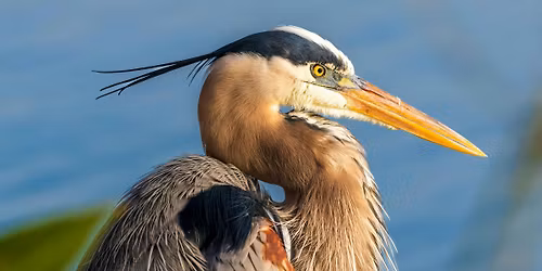Queer Birders Club June:  Marine Park
