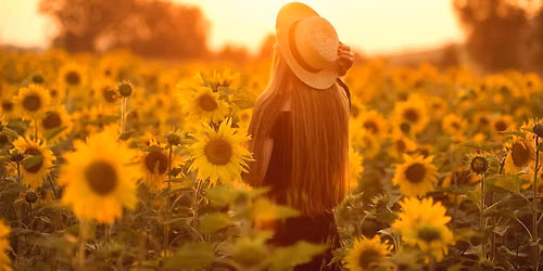 Viaje a Burgos y sus Campos de Girasoles \u2013 8,9,15, 16 de Agosto