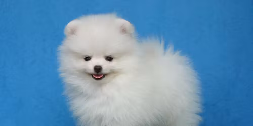 Mr. Mochas Marketplace