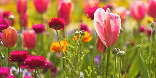 RHS Chelsea Flower Show - Thursday Afternoon Tickets