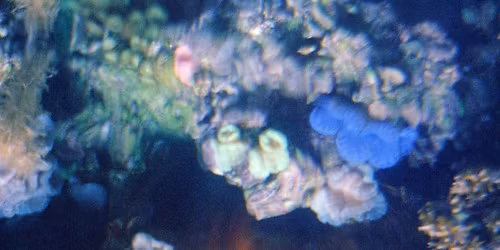 Odalie + Loya + Goupile | Festival Knob, No Click