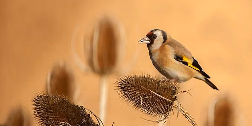 Autumn Wildlife Wander