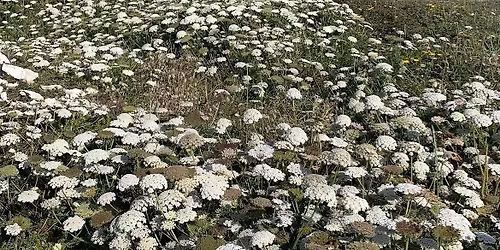 STAGE PLANTES CORSE BONIFACIO