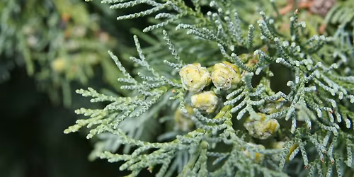 Get to Know Your Conifers - Woolley Firs, Saturday 7 February