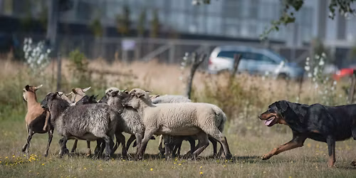 Mistrzostwa Polski w Wypasaniu Owiec w Stylu Tradycyjnym 2026