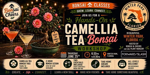 Bonsai & Cheers -Forward\/Slash - L&J Nursery - Camellia Tea Bonsai