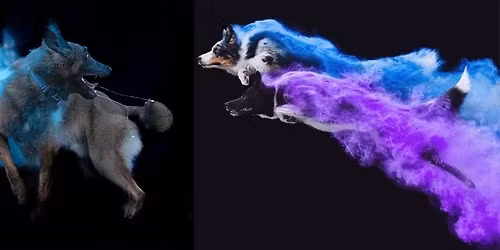 Ob\u00f3z Obedience kontra Fitness 2026