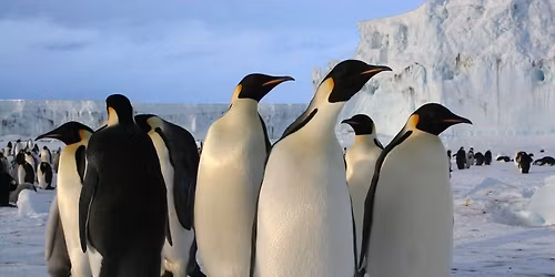 Penguins and Friends
