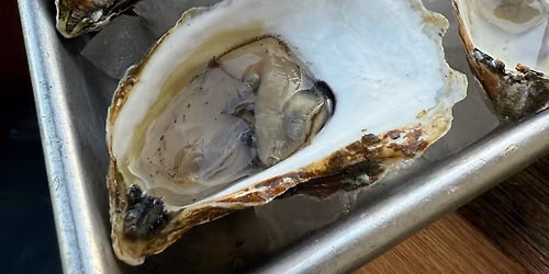 Oysters @ ROX Gastropub