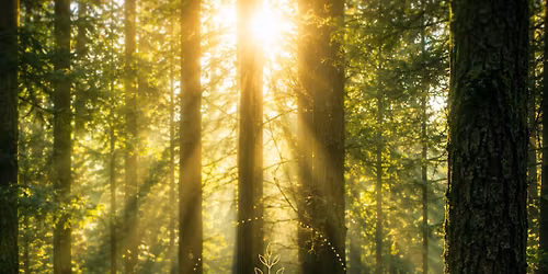Breathwork Journey | With the Trees
