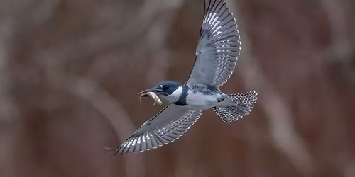 Second Sunday with Friends \u2013 Birding Hot Stove Q&A